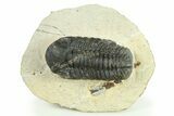 Bargain, Austerops Trilobite - Ofaten, Morocco #287290-3